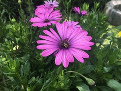 Syrphidae