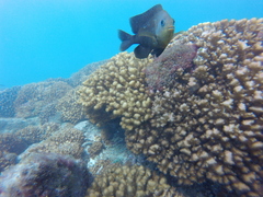 Stegastes rectifraenum