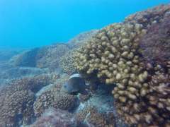 Stegastes rectifraenum