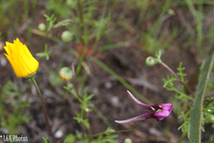 Diascia tanyceras