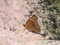Junonia neildi varia