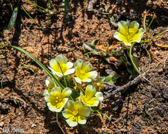 Moraea luteoalba