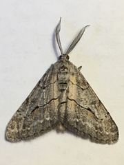 Stenoporpia pulmonaria