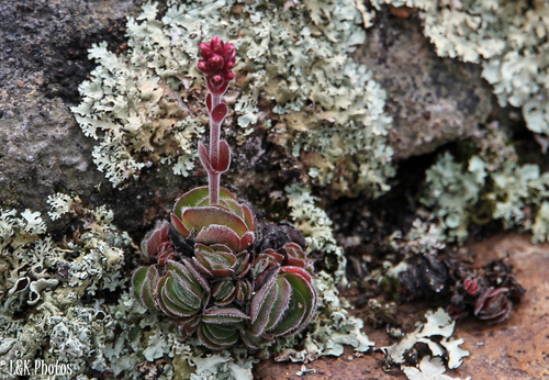 Crassula tomentosa