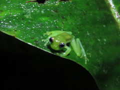 Centrolenidae