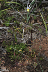 Nemesia cheiranthus