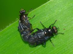 Berisina maculipennis