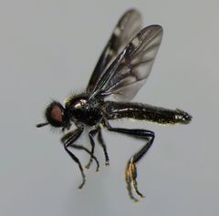 Berisina maculipennis