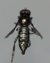 Berisina maculipennis