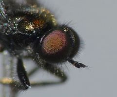 Berisina maculipennis