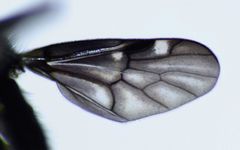 Berisina maculipennis