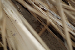 Stenocercus iridescens