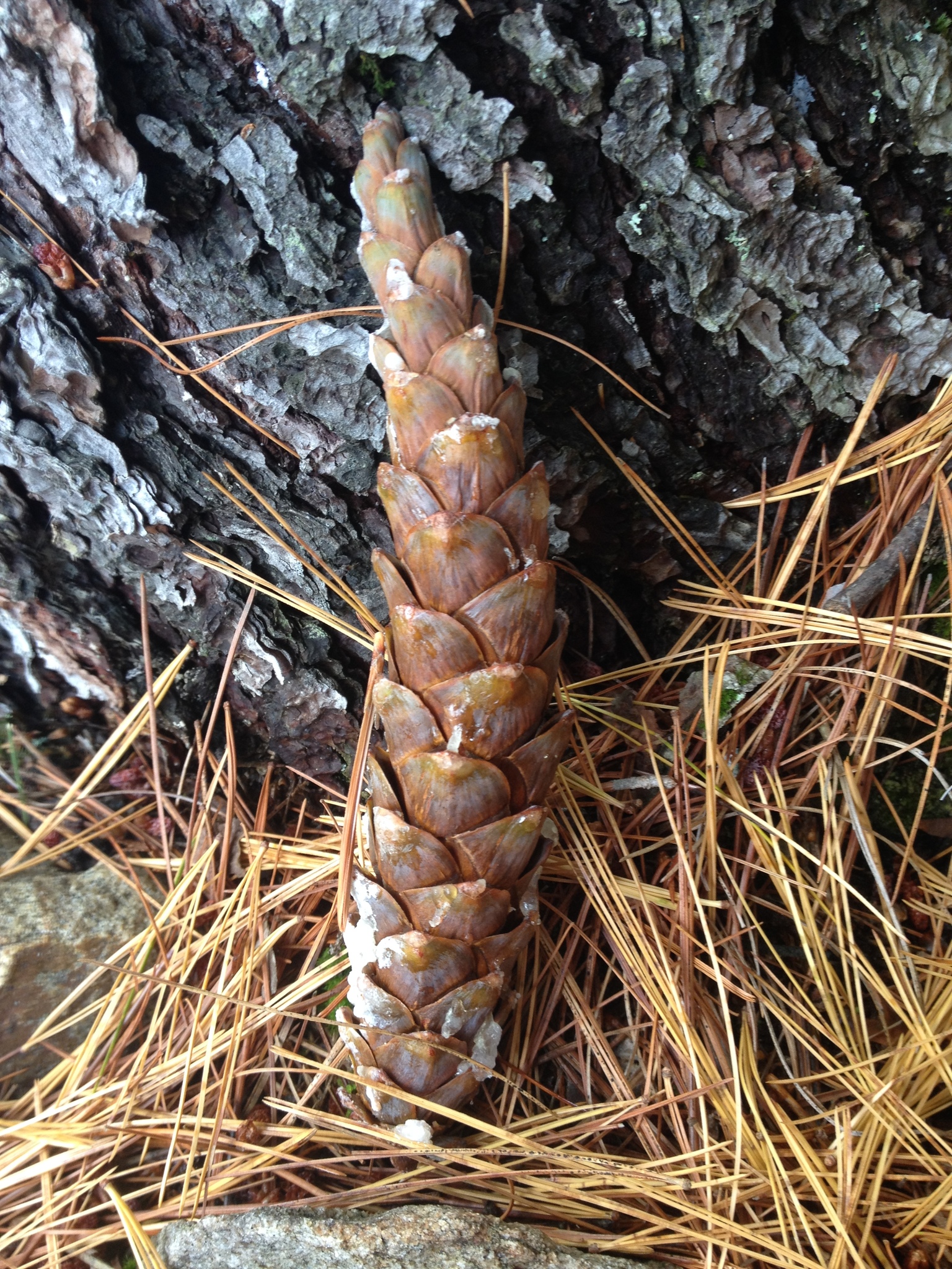 Eastern white pine (Pinus strobus), Minnesota DNR