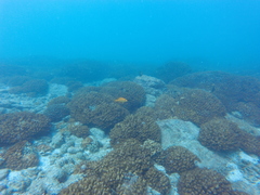 Mycteroperca rosacea