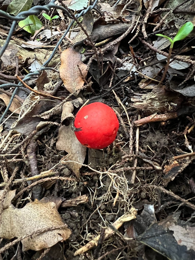 Leratiomyces erythrocephalus · August 2025 · photo: © adzebill (iNaturalist, cc0)