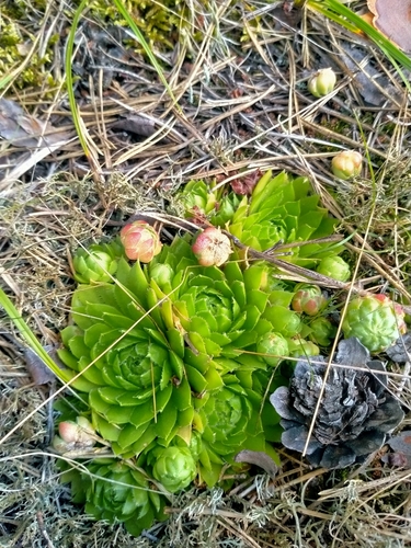 Sempervivum globiferum