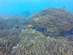 Mycteroperca rosacea