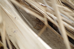 Stenocercus iridescens