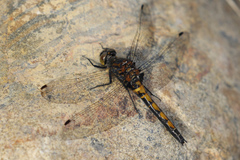 Leucorrhinia borealis