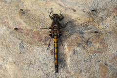 Leucorrhinia borealis