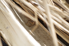 Stenocercus iridescens