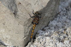 Leucorrhinia borealis