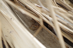 Stenocercus iridescens