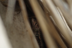 Stenocercus iridescens