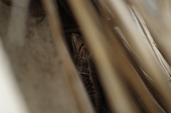 Stenocercus iridescens