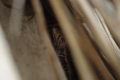 Stenocercus iridescens