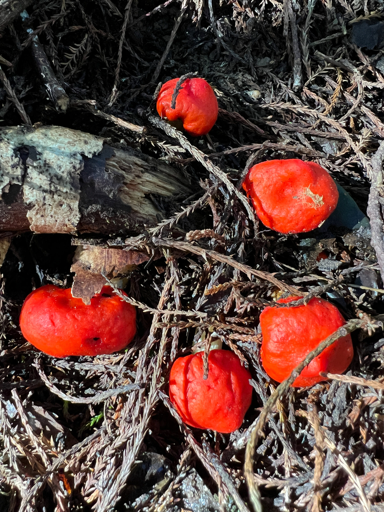 Leratiomyces erythrocephalus · August 2025 · photo: © adzebill (iNaturalist, cc0)