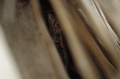 Stenocercus iridescens