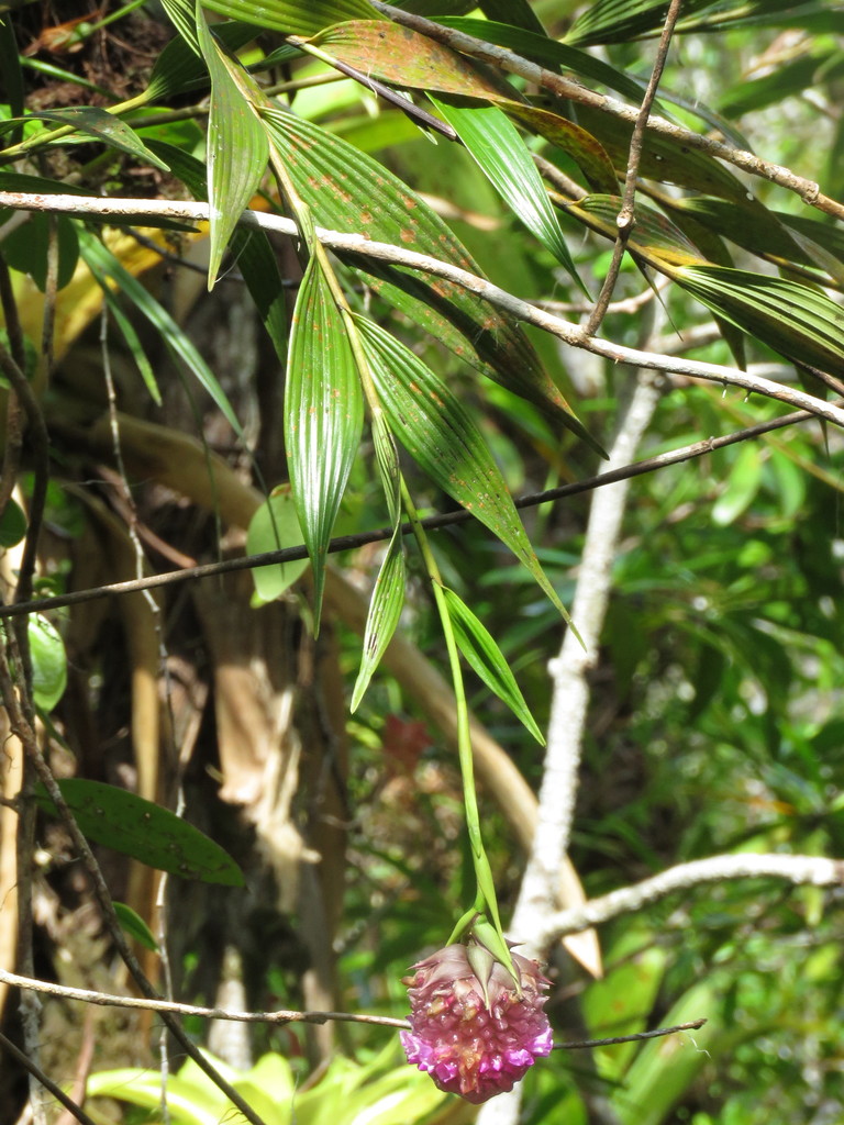 Mango Skipper