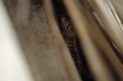 Stenocercus iridescens