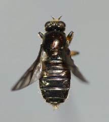 Berisina maculipennis