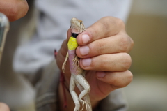 Stenocercus iridescens