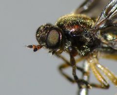 Berisina maculipennis