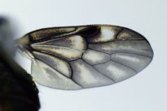 Berisina maculipennis