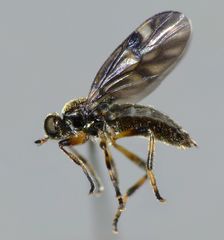 Berisina maculipennis