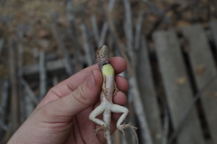 Stenocercus iridescens