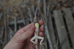 Stenocercus iridescens