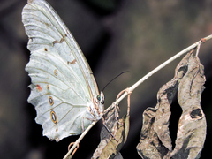 Morpho polyphemus polyphemus