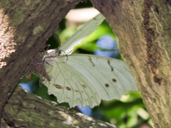 Morpho polyphemus polyphemus