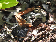 Junonia neildi varia