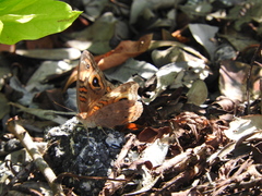 Junonia neildi varia