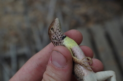 Stenocercus iridescens
