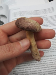 Lactarius pallescens