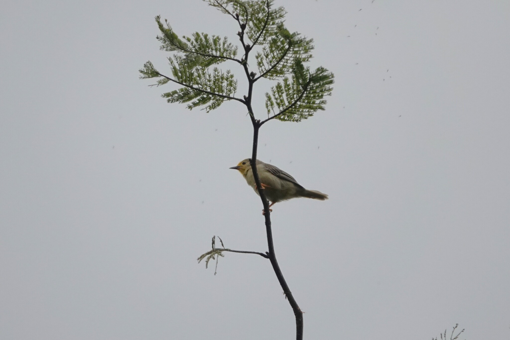 Orange-fronted Plushcrown (Metopothrix aurantiaca), photo 2
