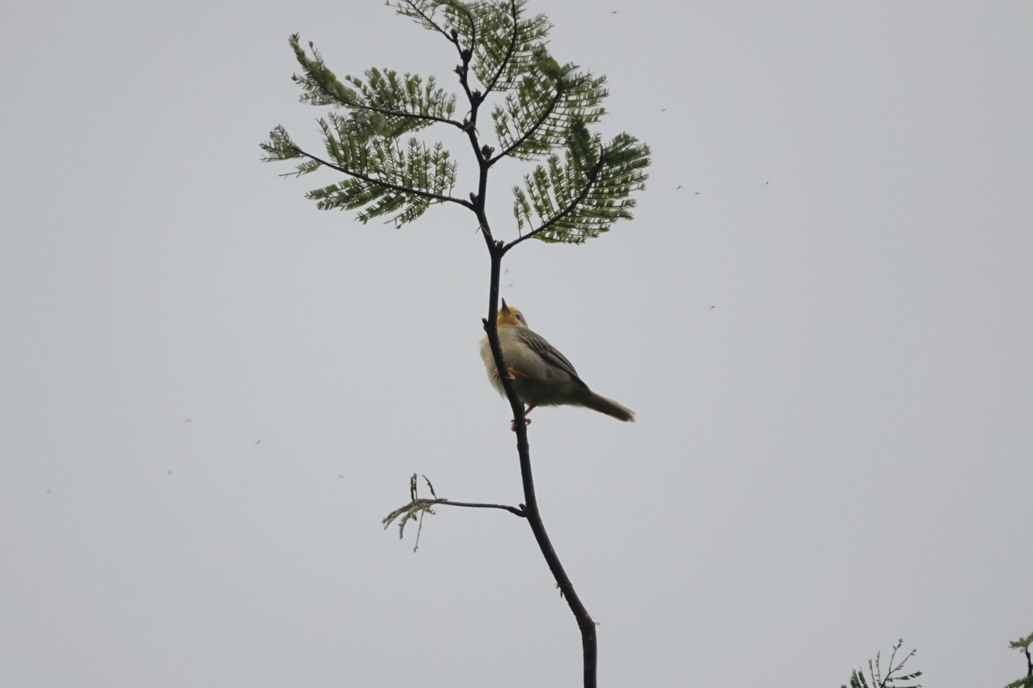 Orange-fronted Plushcrown (Metopothrix aurantiaca), photo 3