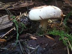 Lactarius pallescens